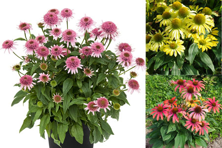 Echinacea von Kientzler