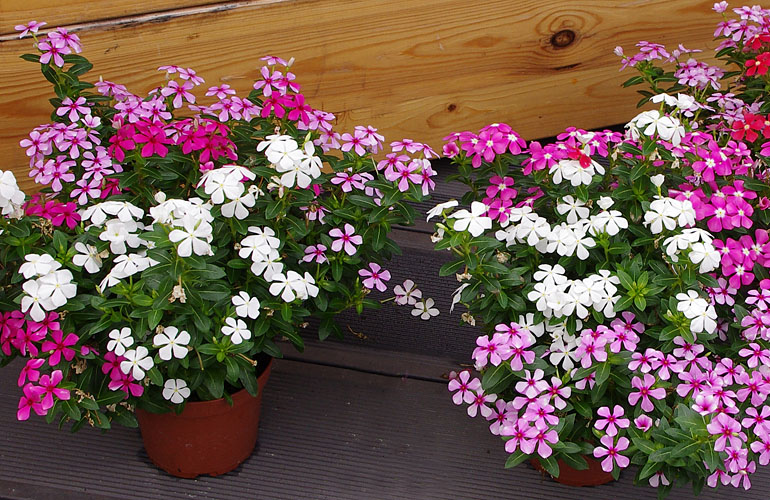 Diascia Breezee