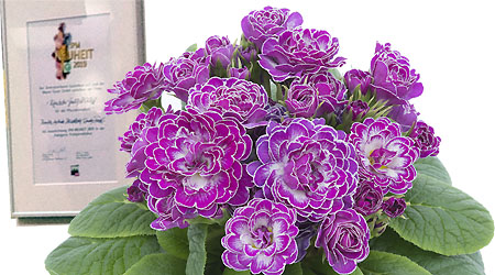 IPM 2019 Neuheit Belarina Candy Frost