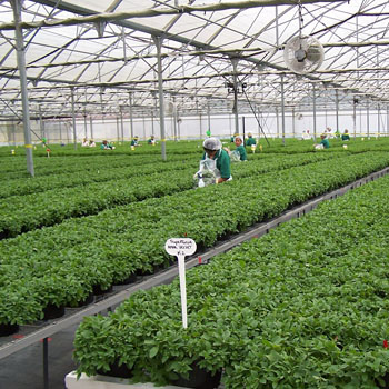 InnovaPlant de Costa Rica