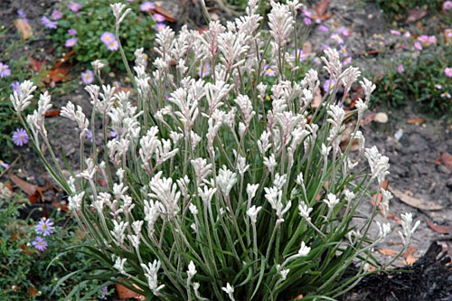 Blattschmuck: Anigozanthos Bush Gems Diamond