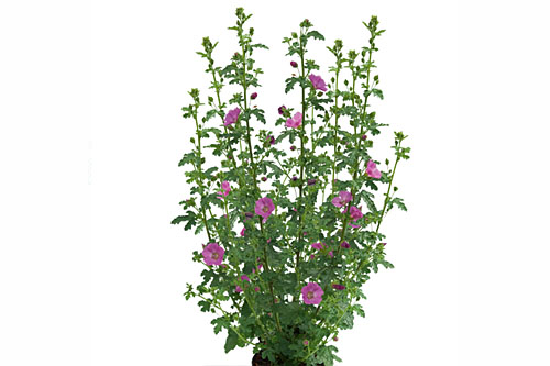 Blattschmuck: Anisodontea  Sweet Serenade