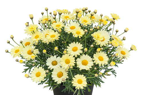 Blattschmuck: Argyranthemum  Citrus  2027