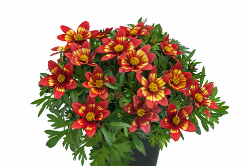 Blattschmuck: Bidens  Bee Monet