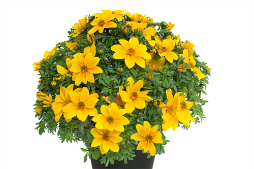 Blattschmuck: Bidens  Goldstar