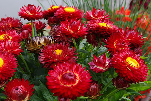 Blattschmuck: Bracteantha SUNBRELLA Red 2027