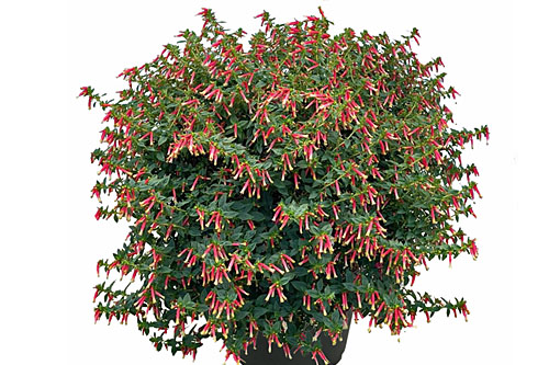 Blattschmuck: Cuphea HEATBEAT Tropical Rain