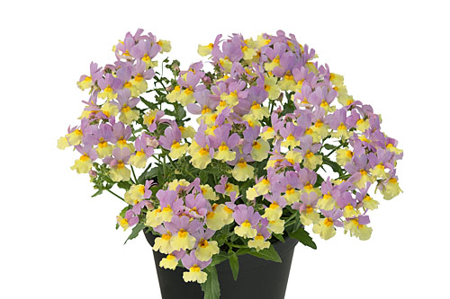 Blattschmuck: Nemesia FAIRY KISSES Fairy Kisses Pink Lemonade 2027
