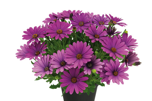 Blattschmuck: Osteospermum SUMMERSMILE Violet