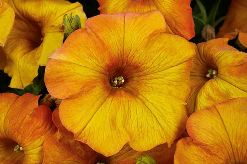 Blattschmuck: Petunia BeautiCal Sunset Orange Improved