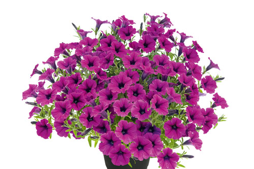 Blattschmuck: Petunia BUBBLES Magenta