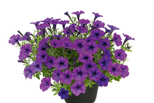 Blattschmuck: Petunia BUBBLES Trailing Twilight