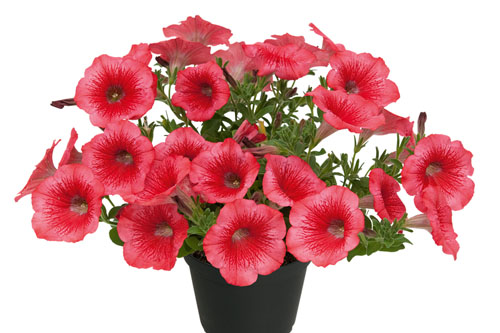 Blattschmuck: Petunia KUYAMBA Brilliant Rose