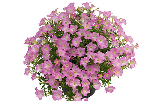 Blattschmuck: Petunia MINI VISTA Pink Cloud