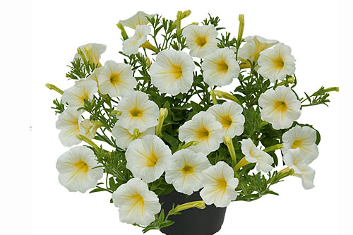 Blattschmuck: Petunia VISTA Moondance