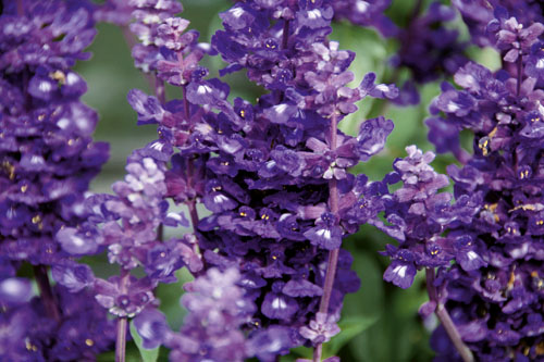 Blattschmuck: Salvia  Violet Candle 2027