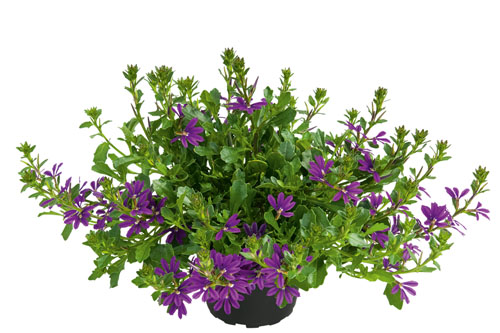 Blattschmuck: Scaevola SURDIVA Super Purple