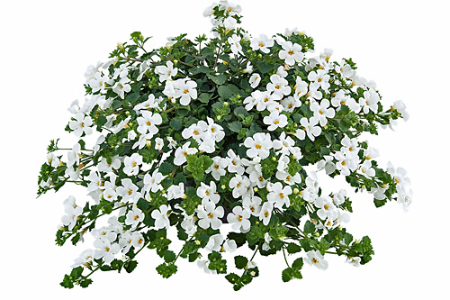 Blattschmuck: Sutera EVEREST White Flow