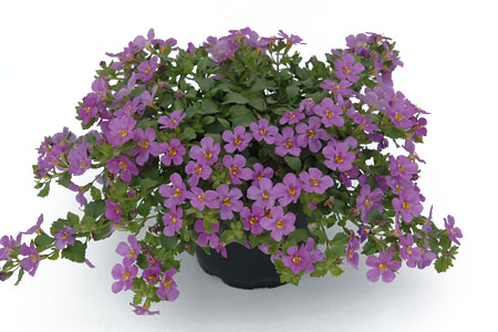 Blattschmuck: Sutera  Everest Pink 2027