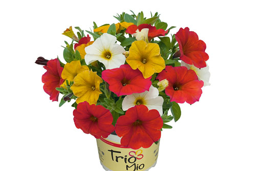 TRIOMIO TrioMio Sunburst