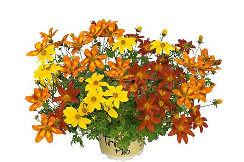 TRIOMIO TrioMio Bidens