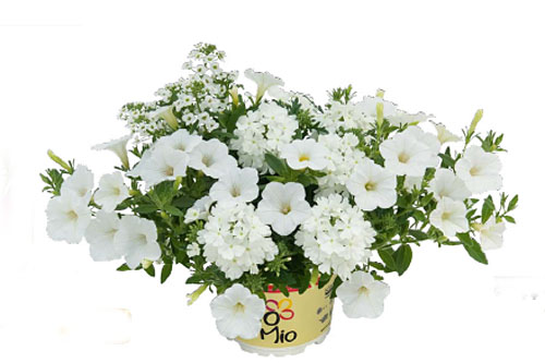 TRIOMIO TrioMio Just White