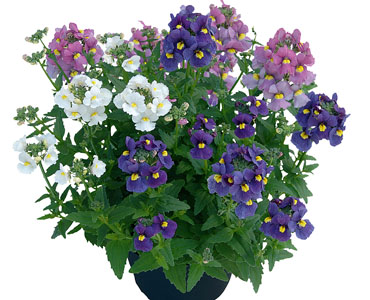 TRIOMIO Nemesia Sunsatia Plus TrioMio Karoo Poetry