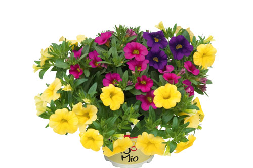 TRIOMIO Superbells TrioMio POCKET Mambo