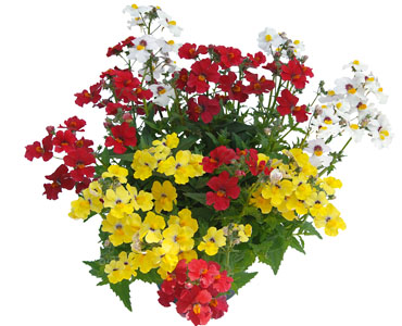 TRIOMIO Nemesia Sunsatia Plus TrioMio Little Alegria