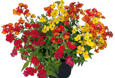 TRIOMIO Nemesia Sunsatia Plus TrioMio Little Solero