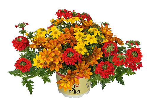 TRIOMIO TrioMio Sunshine Red