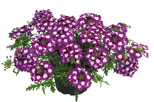 Blattschmuck: Verbena Vepita Purple White 2027