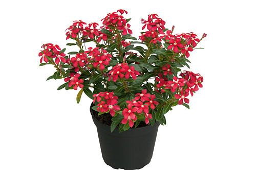 Vinca Soiree Cherish Red