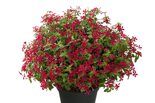 Blattschmuck: Vinca Soiree Cherry Shot