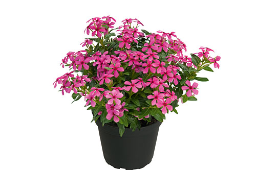 Vinca Soiree Bubble Joy