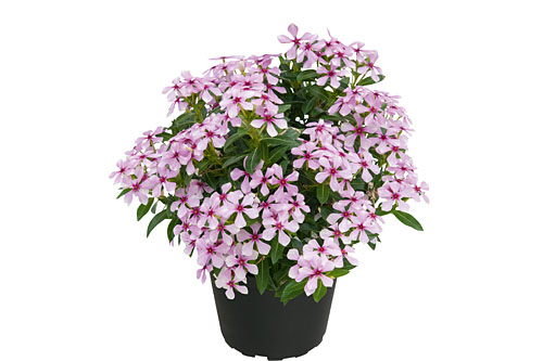 Vinca Soiree Berry Twist