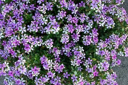 Blattschmuck: Vinca Soiree Magic Lavender