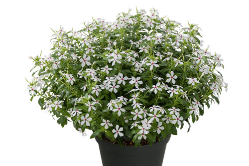 Blattschmuck: Vinca Soiree Peppermint