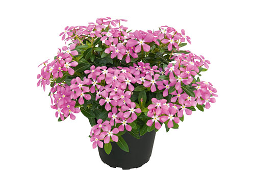 Vinca Soiree Cotton Candy