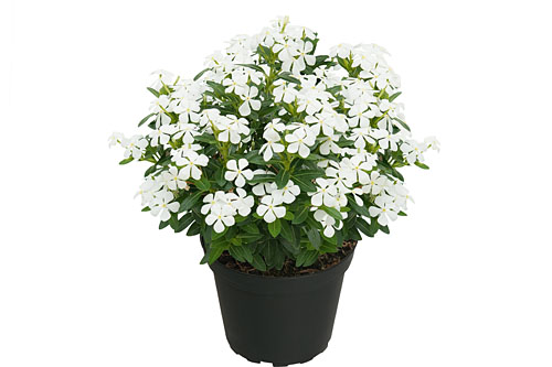 Vinca Soiree Frosty White