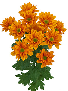 Chrysanthemen: Chrysanthemum Schnitt Kleinblumer  Kaya