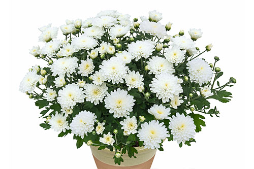 Chrysanthemen: Chrysanthemum YAHOU & Friends Yahou & Friends Iceland White