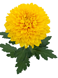 Chrysanthemen: Chrysanthemum Schnitt Gro&szlig;blumer  Jayz