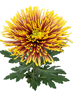 Chrysanthemen: Chrysanthemum Schnitt Gro&szlig;blumer  Tula&trade; Autumn
