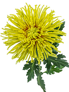 Chrysanthemen: Chrysanthemum Schnitt Gro&szlig;blumer  Tula&trade; Zoraya