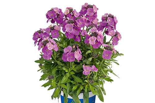 Fruehlingsflirt: Erysimum  Winter Joy