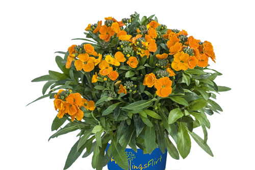 Fruehlingsflirt: Erysimum  Winter Spice