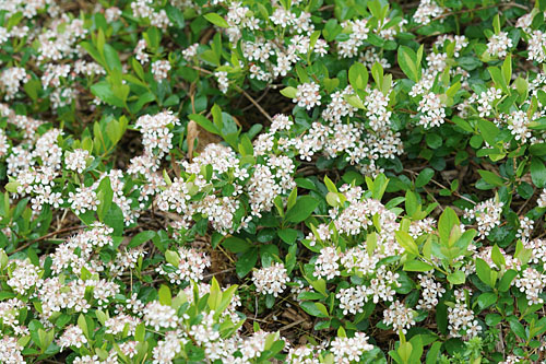 Geh&ouml;lze: Aronia  Revontuli Spreader