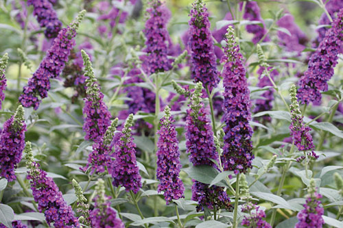 Geh&ouml;lze: Buddleja  Miss Violet