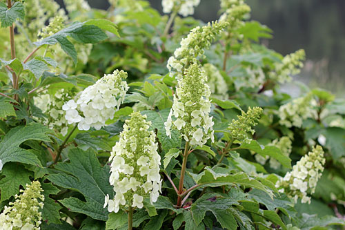 Geh&ouml;lze: Hydrangea GATSBY Girl